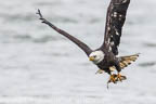sub-adult Bald EAgle AFter the Catch